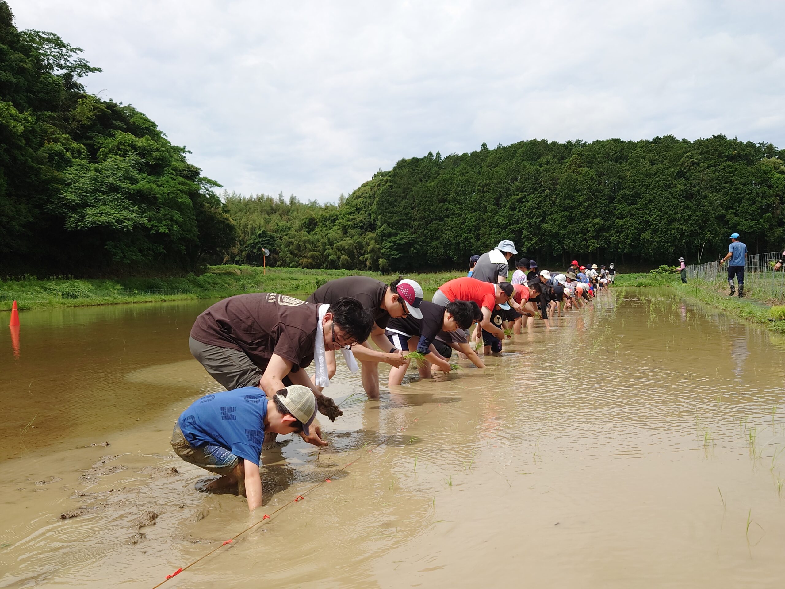 田植え体験