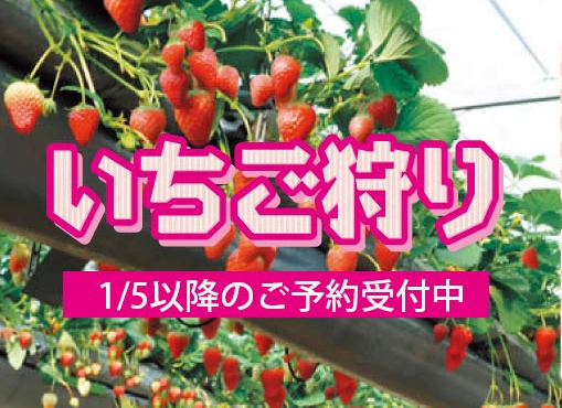 いちご狩り