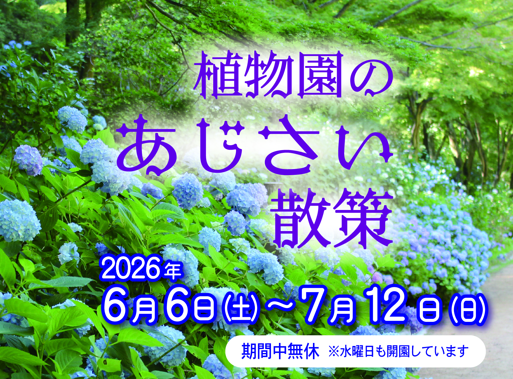植物園のあじさい散策