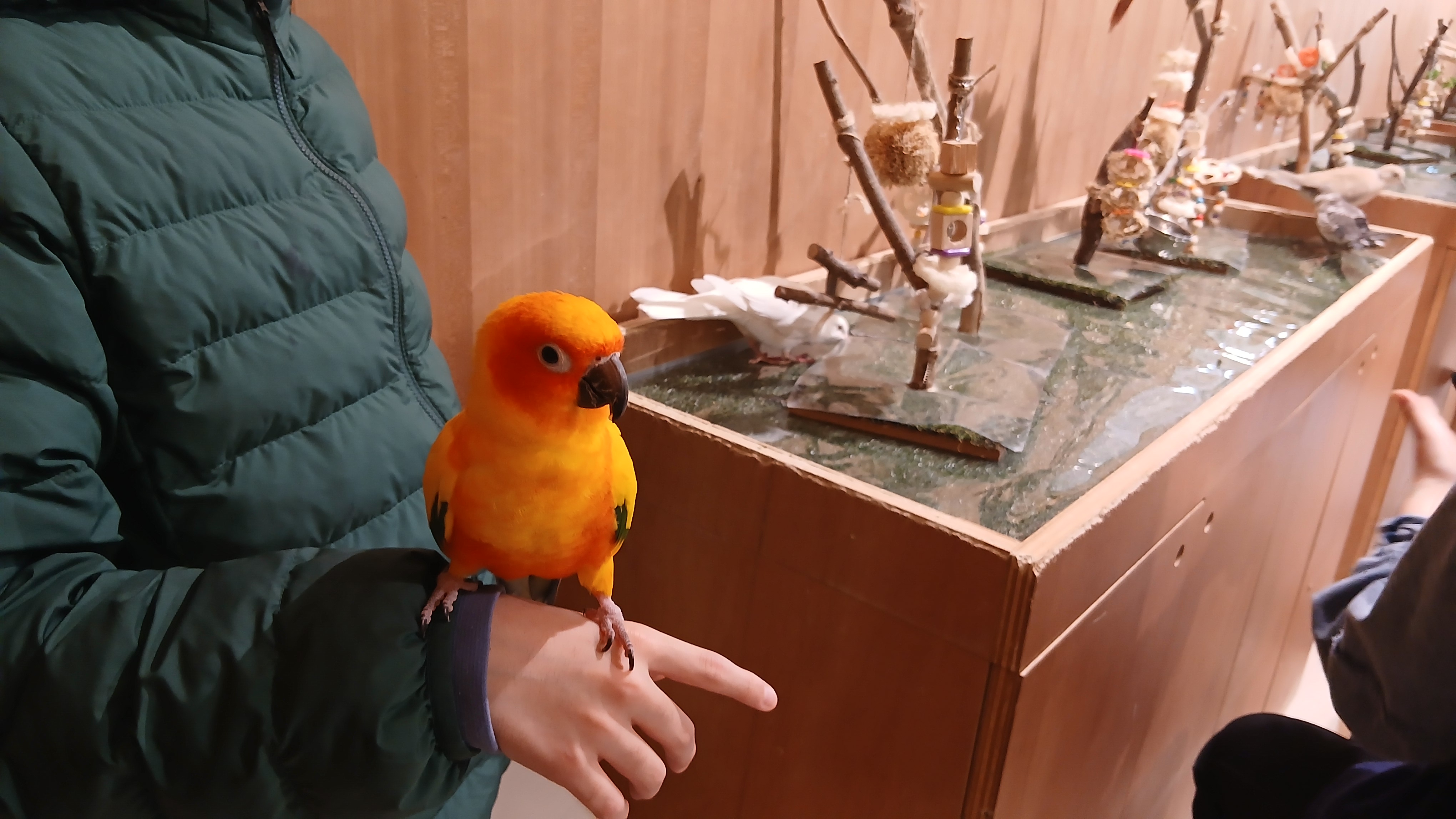 Moff animal cafe2