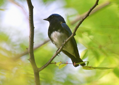 野鳥の観察