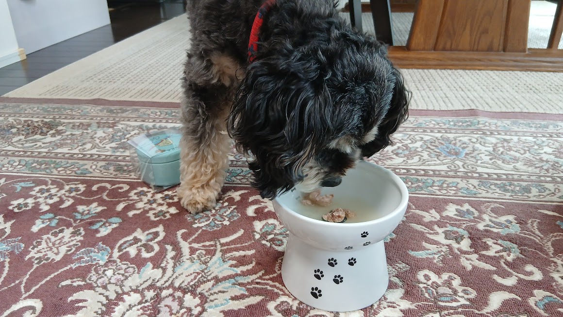 愛犬食レポ