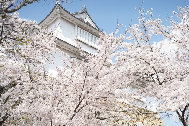 津山鶴山公園桜