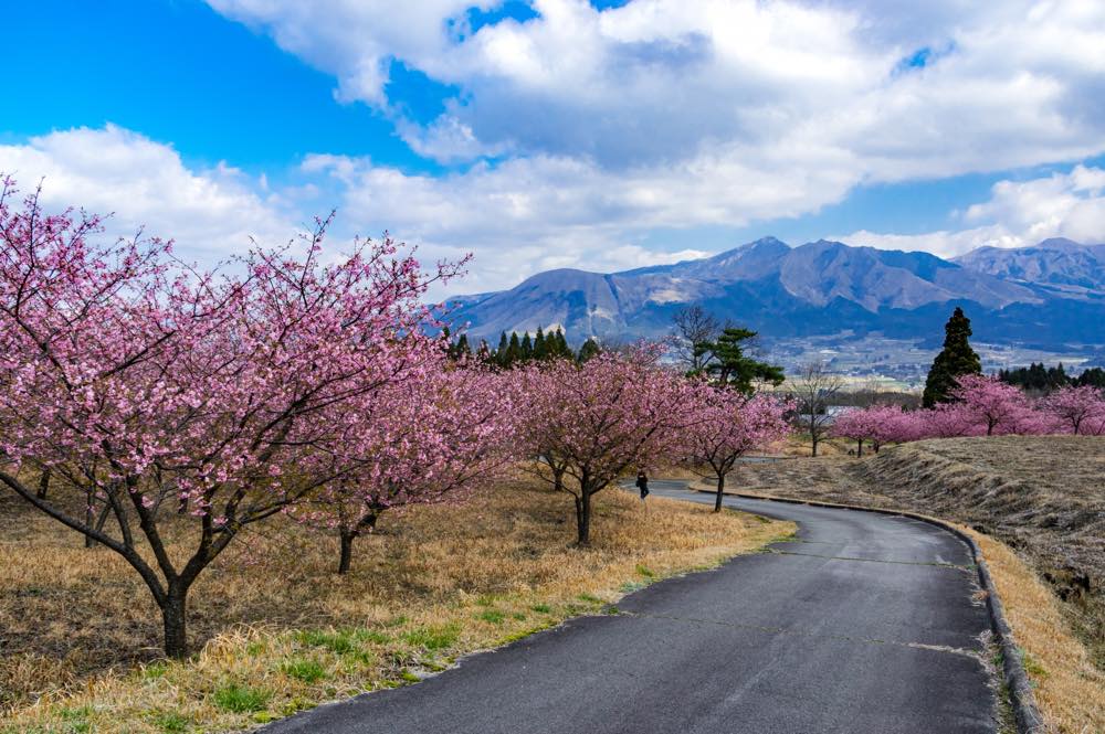 阿蘇  河津桜