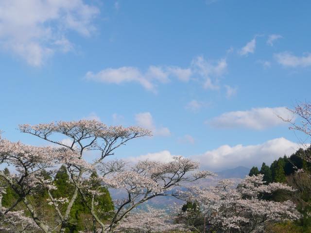 たかもり桜まつり