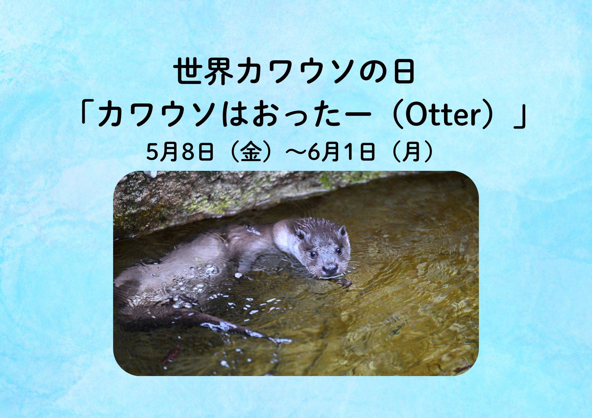 世界カワウソの日「カワウソはおったー（Otter）」
