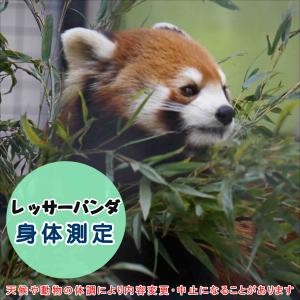 レッサーパンダ