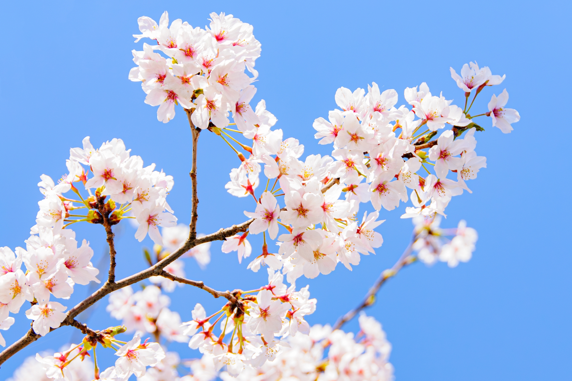 桜