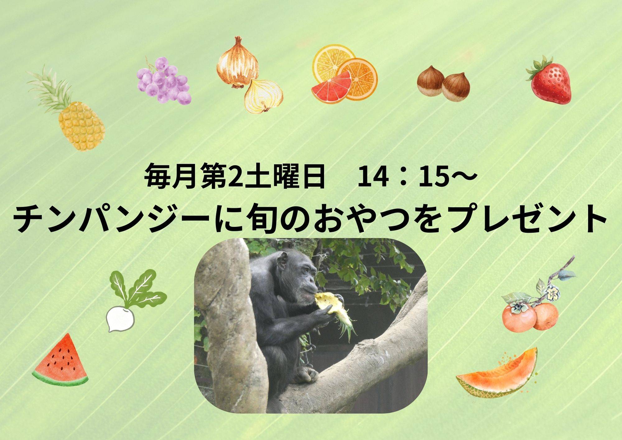 チンパンジーに旬のおやつをプレゼント