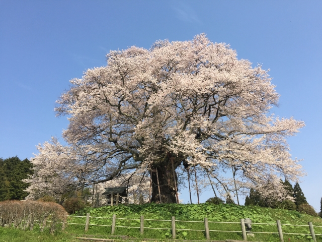 醍醐桜まつり