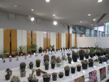 サボテン・多肉植物展