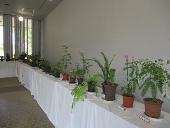初夏の山野草展