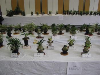 富貴蘭展