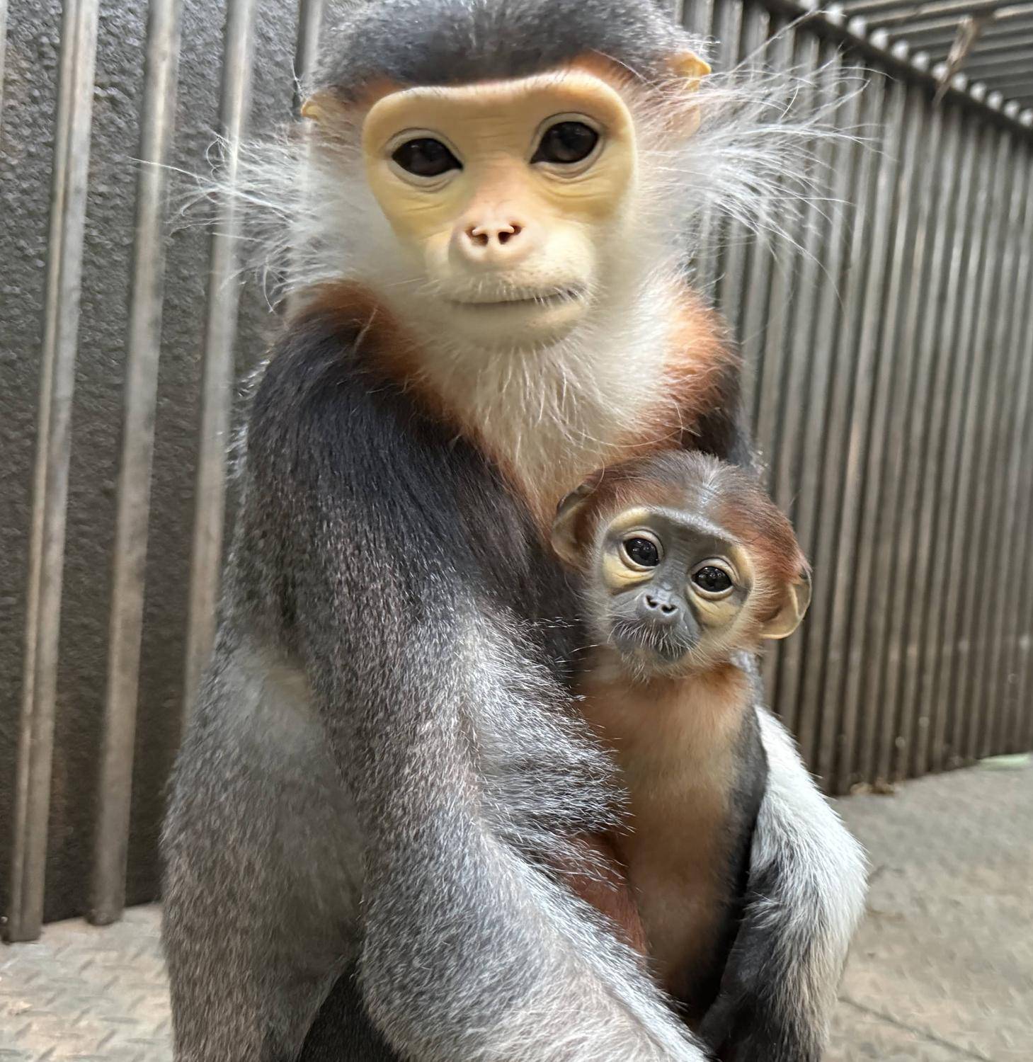 アカアシドゥクラングール赤ちゃん愛称投票