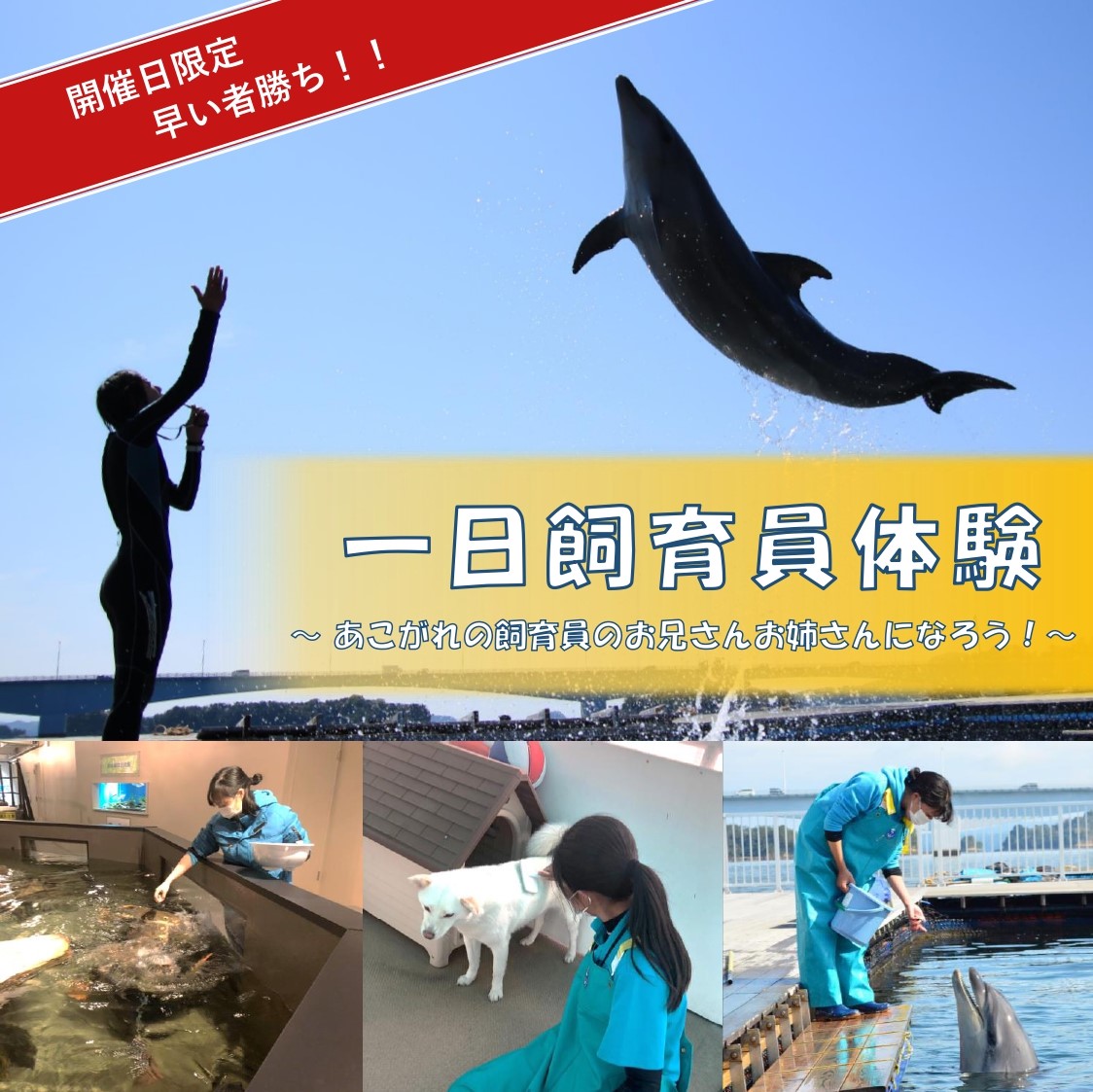 一日水族館体験