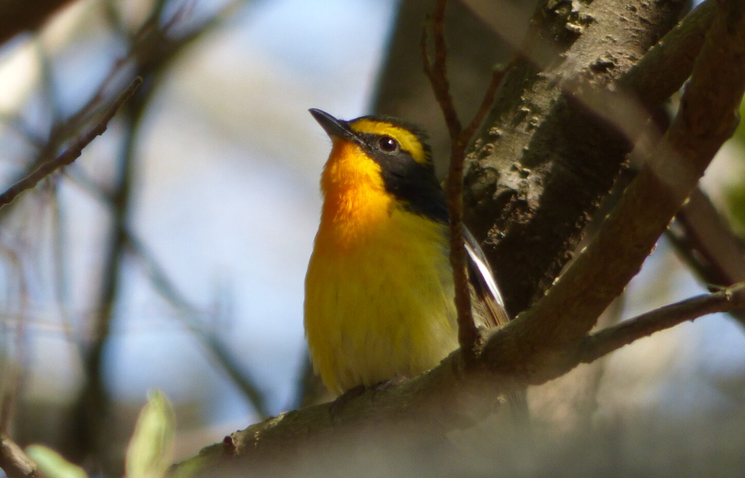 早朝探鳥会・定例探鳥会