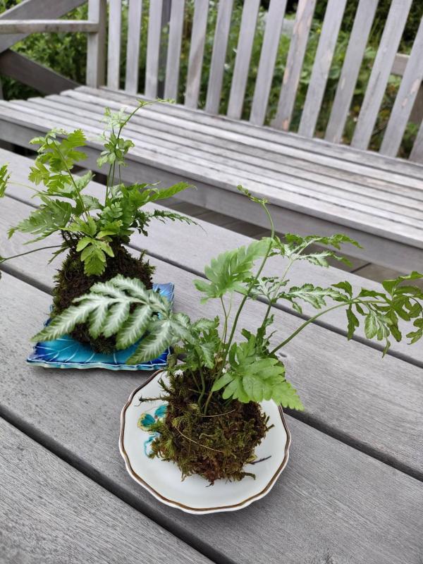 夏の苔玉づくり　西コミセン