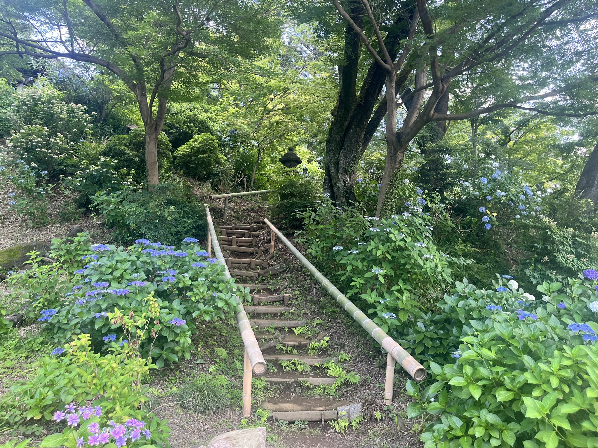 実は穴場！柿生にある紫陽花寺「浄慶寺」へ行ってみよう！