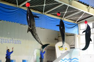 春休みはおたる水族館を親子で楽しむ。見どころガイド