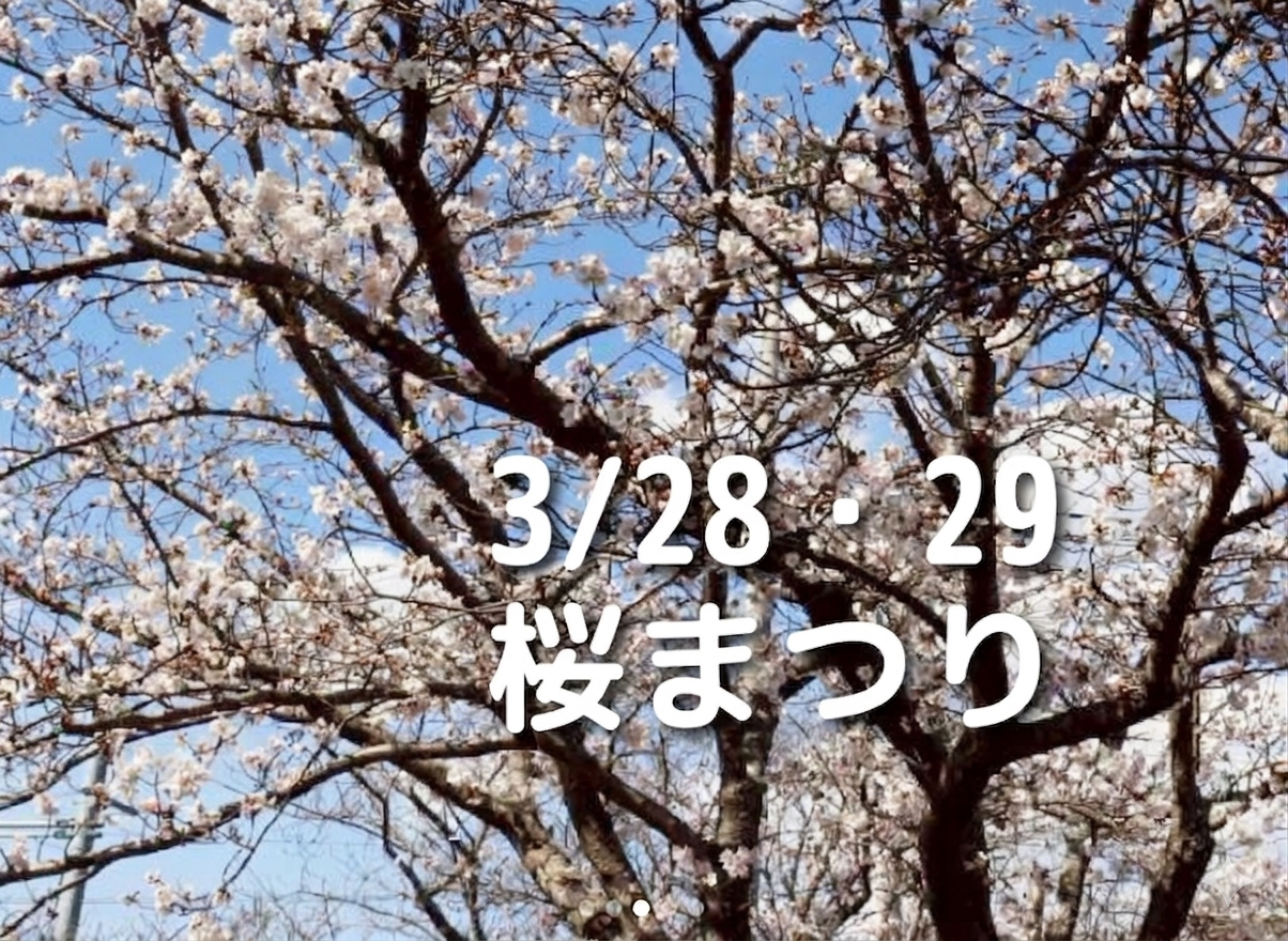 桜まつり開催!