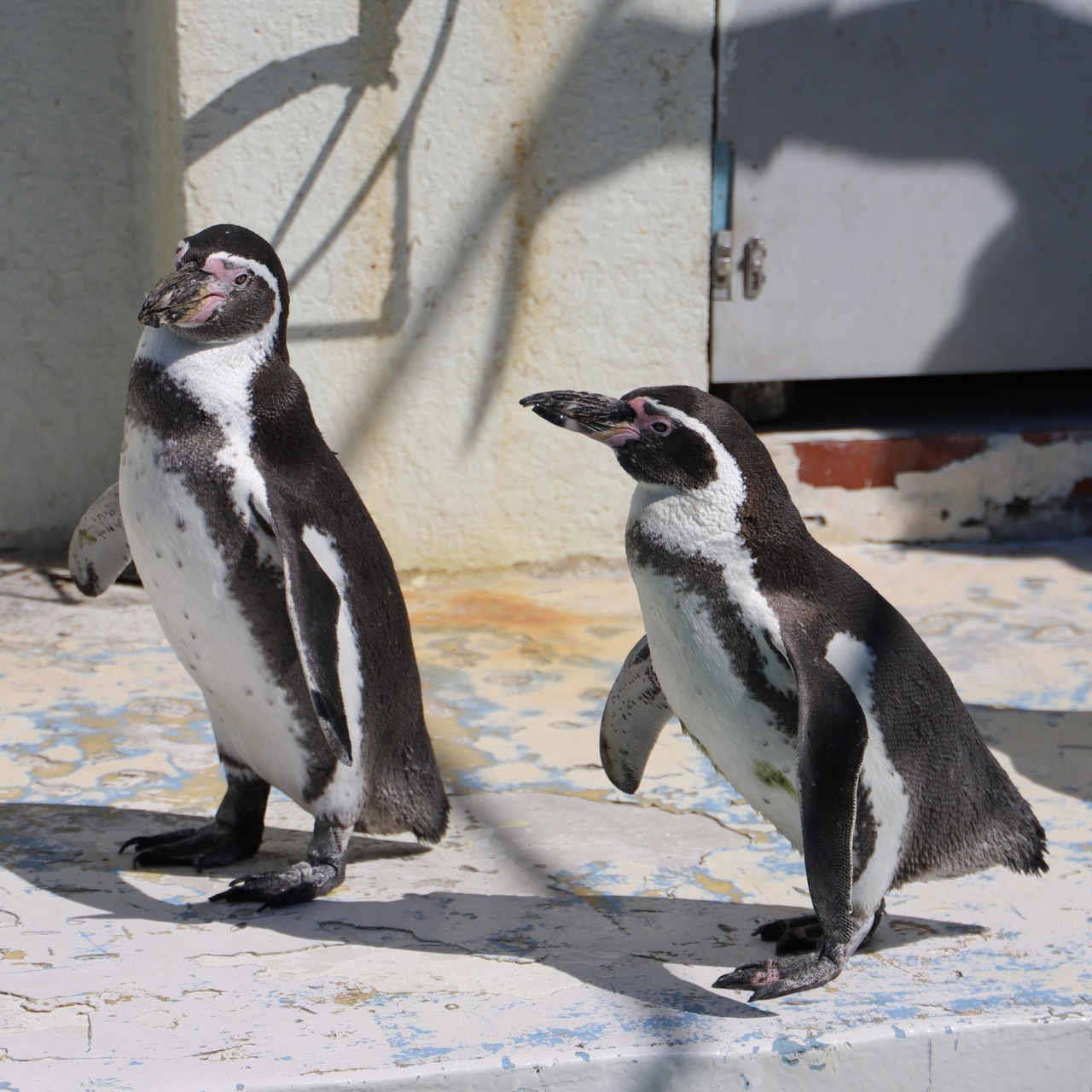 ペンギン
