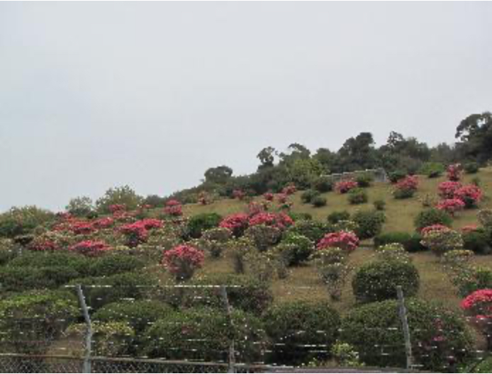 立田山