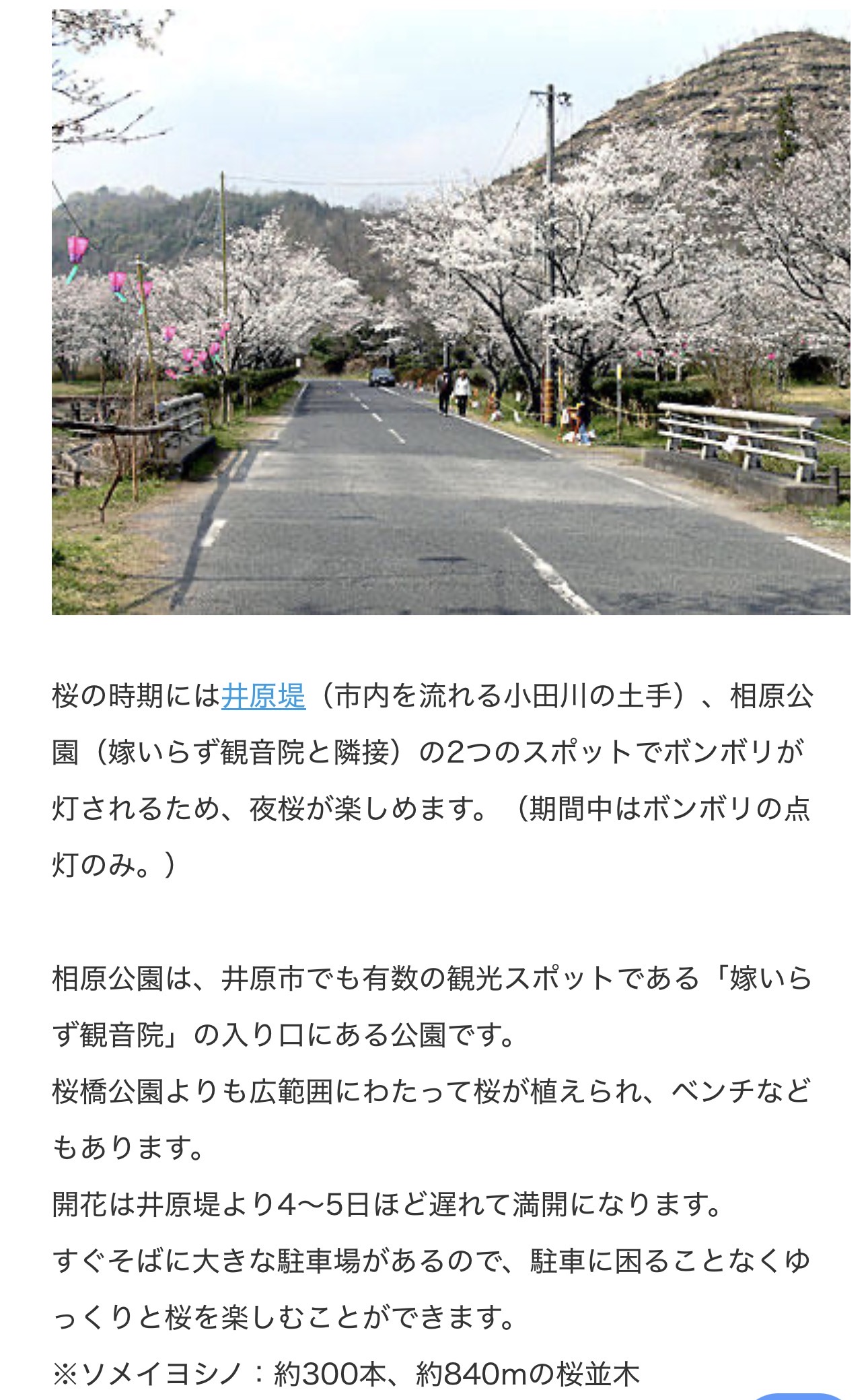 井原桜まつり