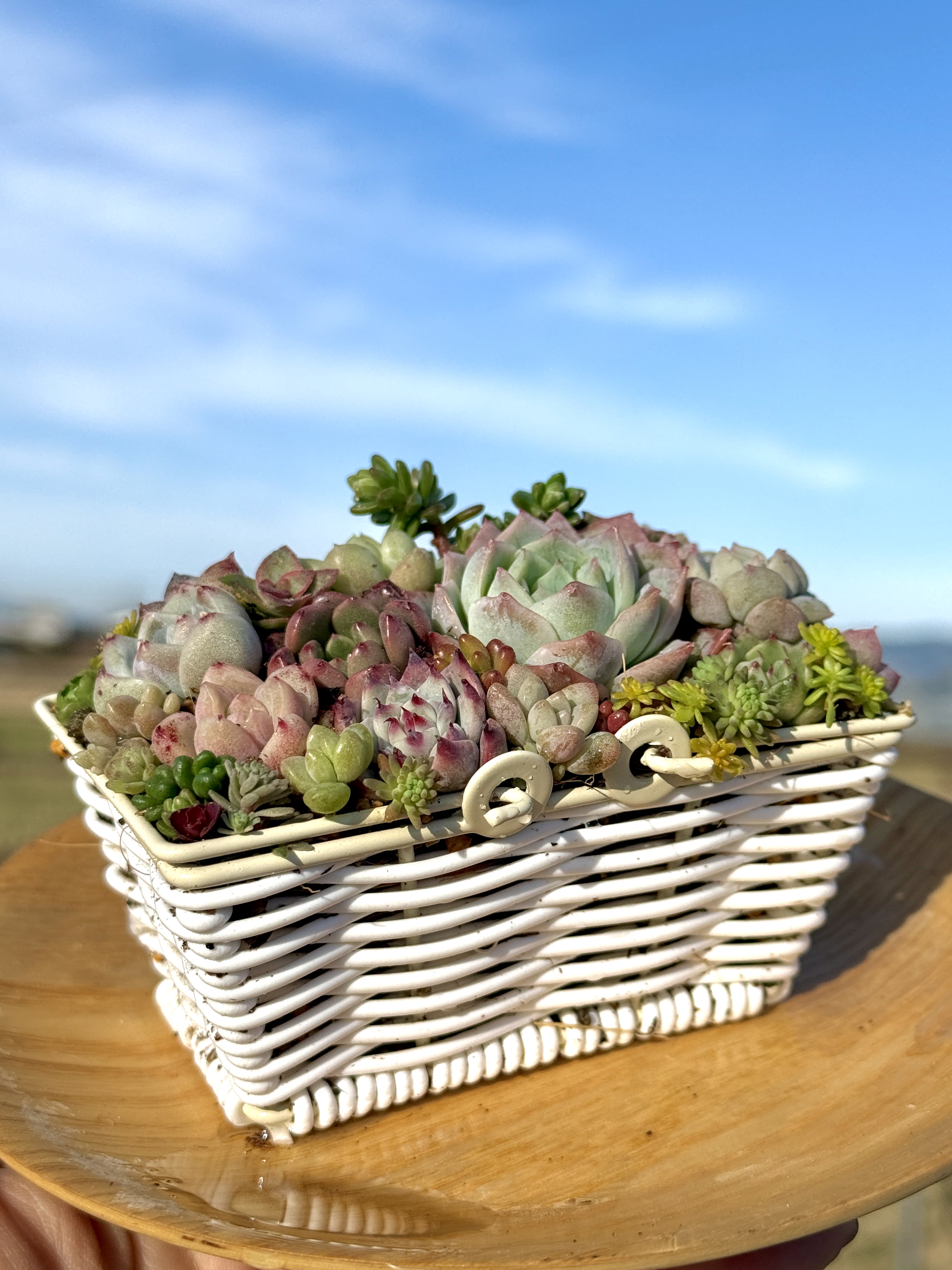 寄せ植え