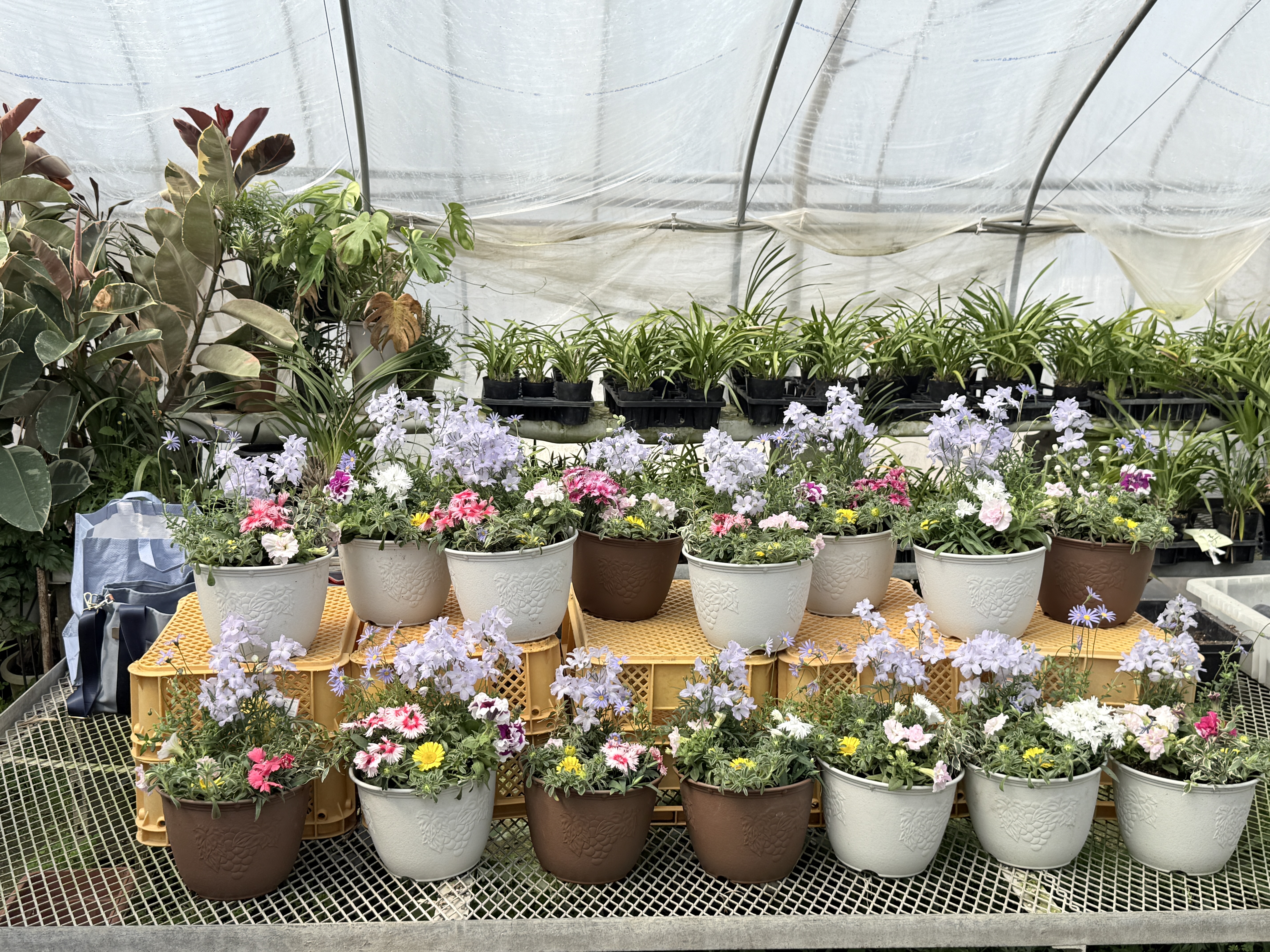 寄せ植え完成品