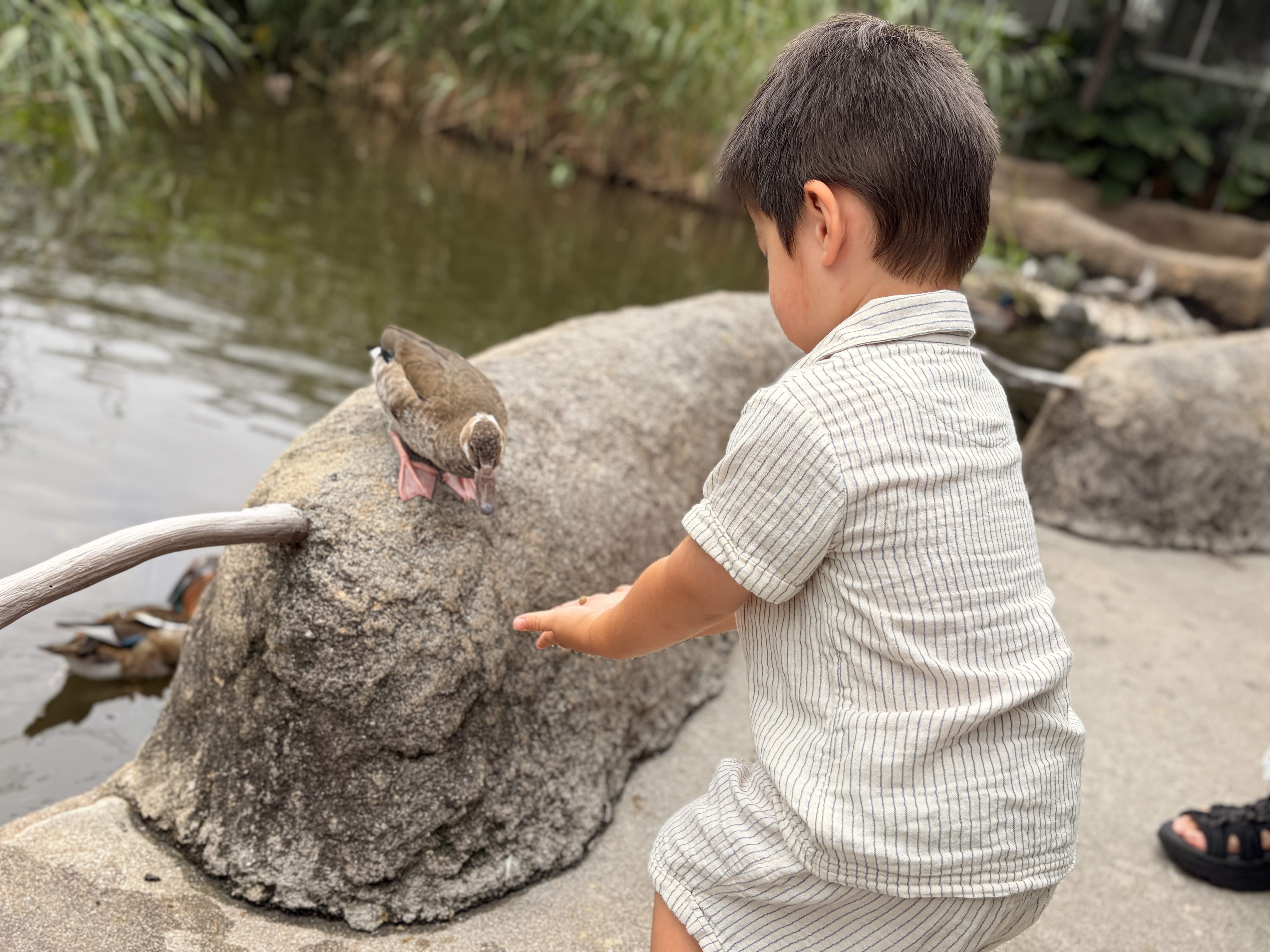 夏休みにぜひ！神戸どうぶつ王国完全ガイドと感動フライト