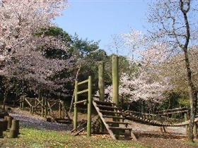 合志中央公園桜