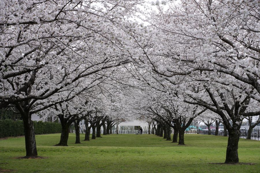 合志桜