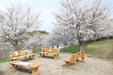合志桜2