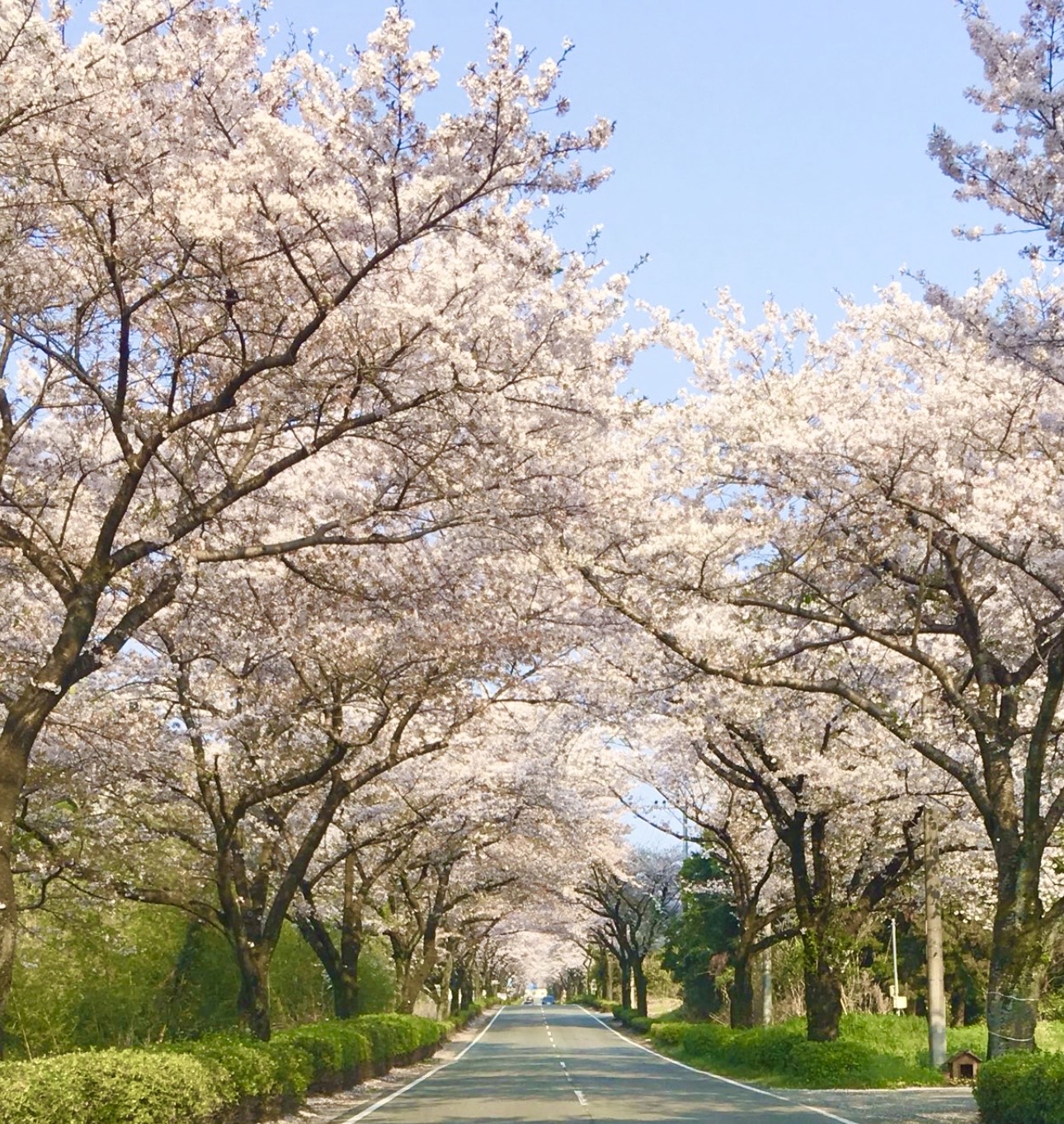 菊陽郡桜のアーチ