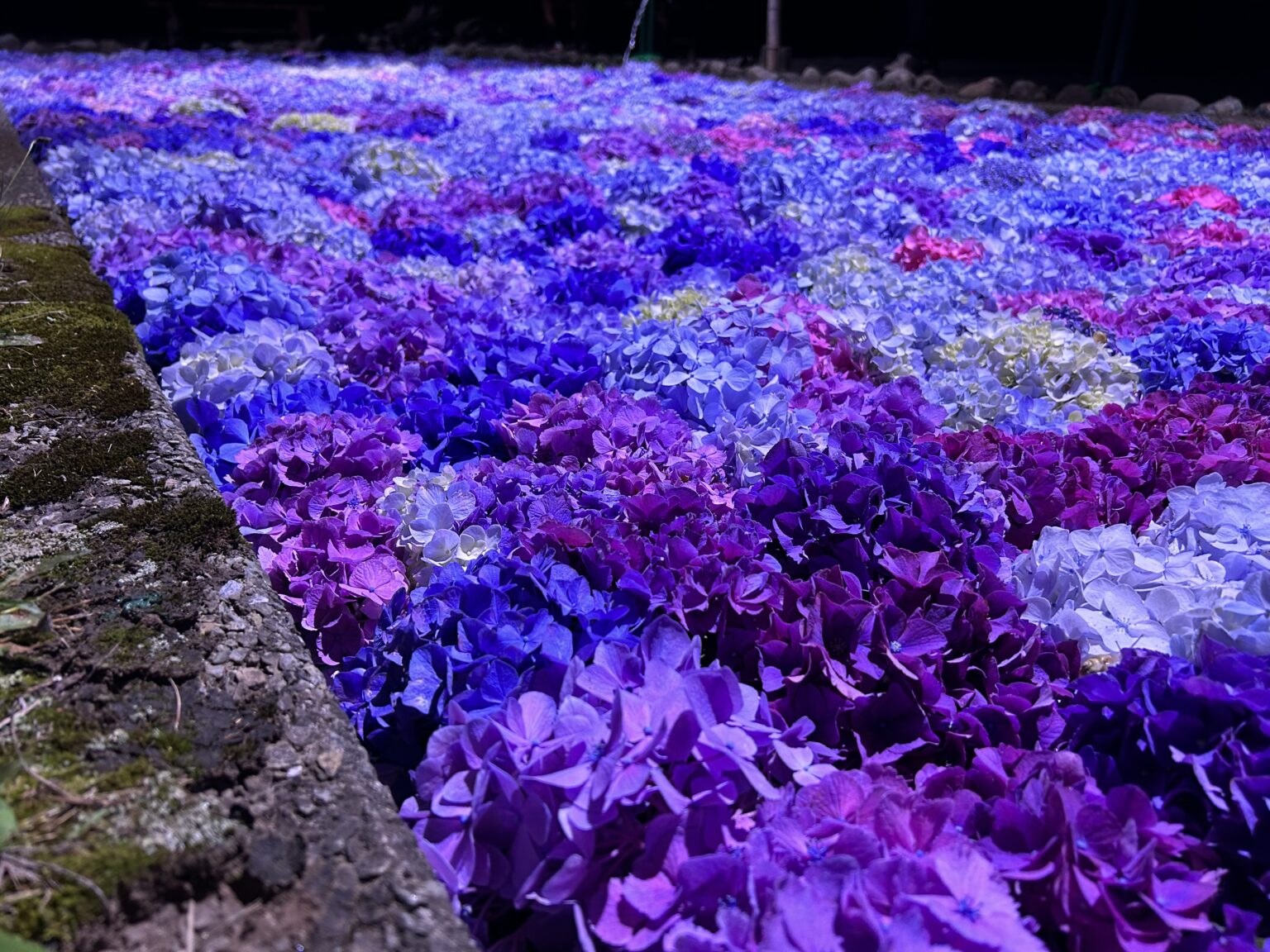 2026松前藩屋敷 浮き紫陽花ライトアップ