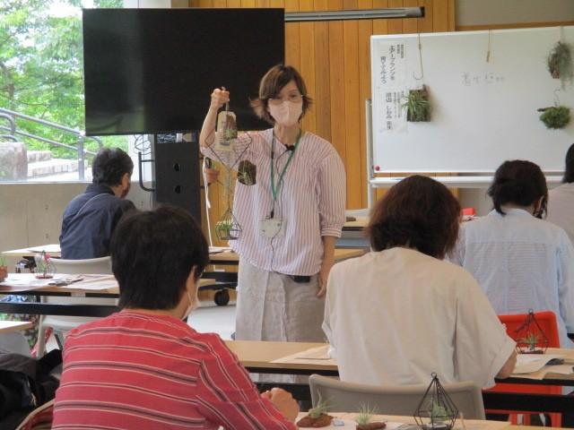 エアープランツ