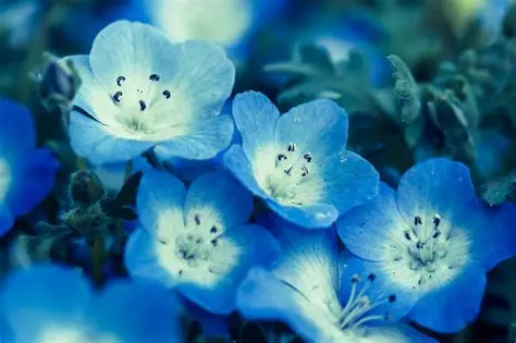 くりはま花の国　青い花まつり