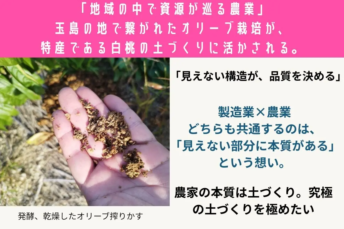 白桃用肥料にオリーブオイルの搾りかすを使用