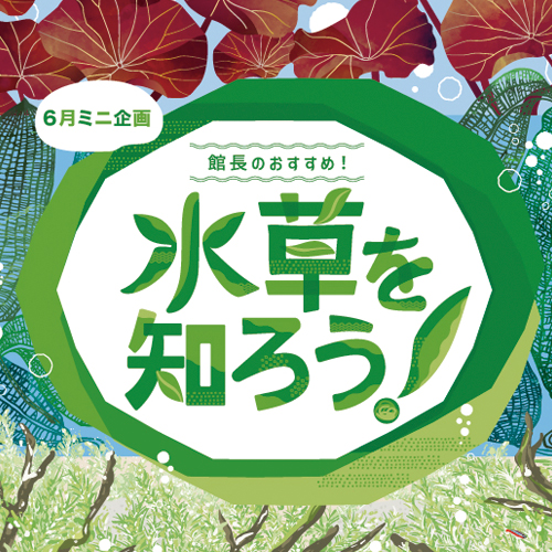 水草を知ろう！