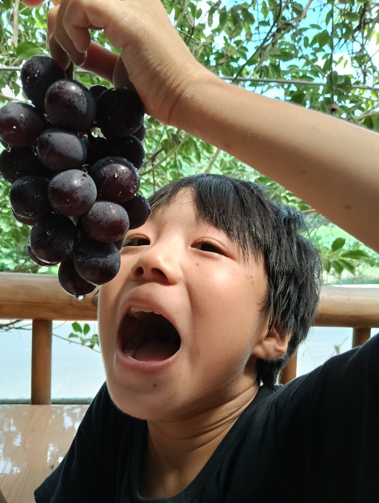 ぶどう狩りキャンプ