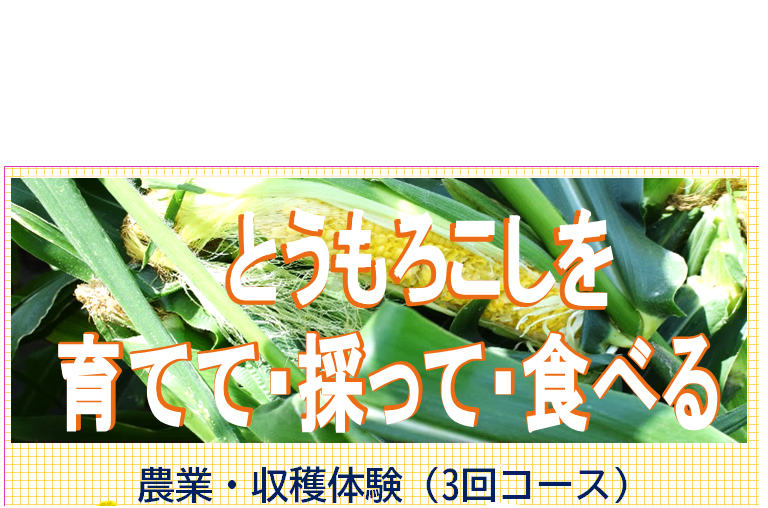 農業・収穫体験　とうもろこしを育てて・採って・食べる