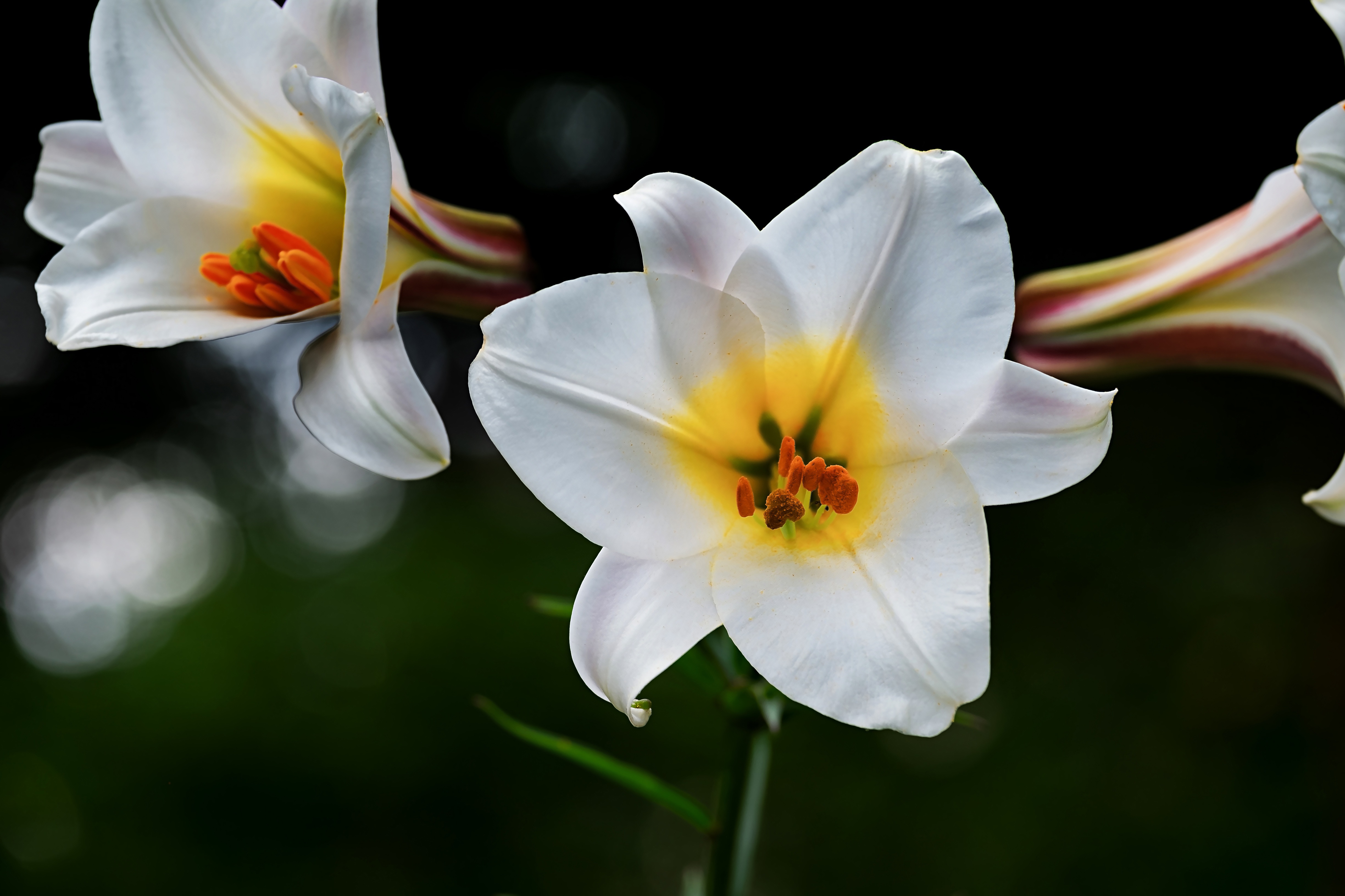 ユリの花の女王 カサブランカのルーツを訪ねて