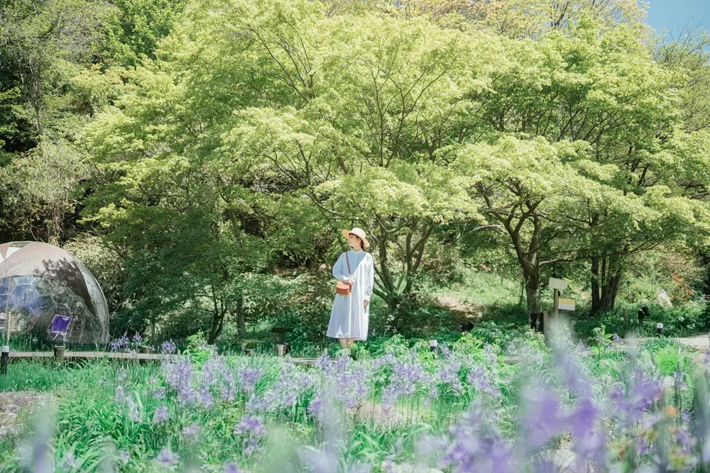 SIKIガーデン Summer Symphony