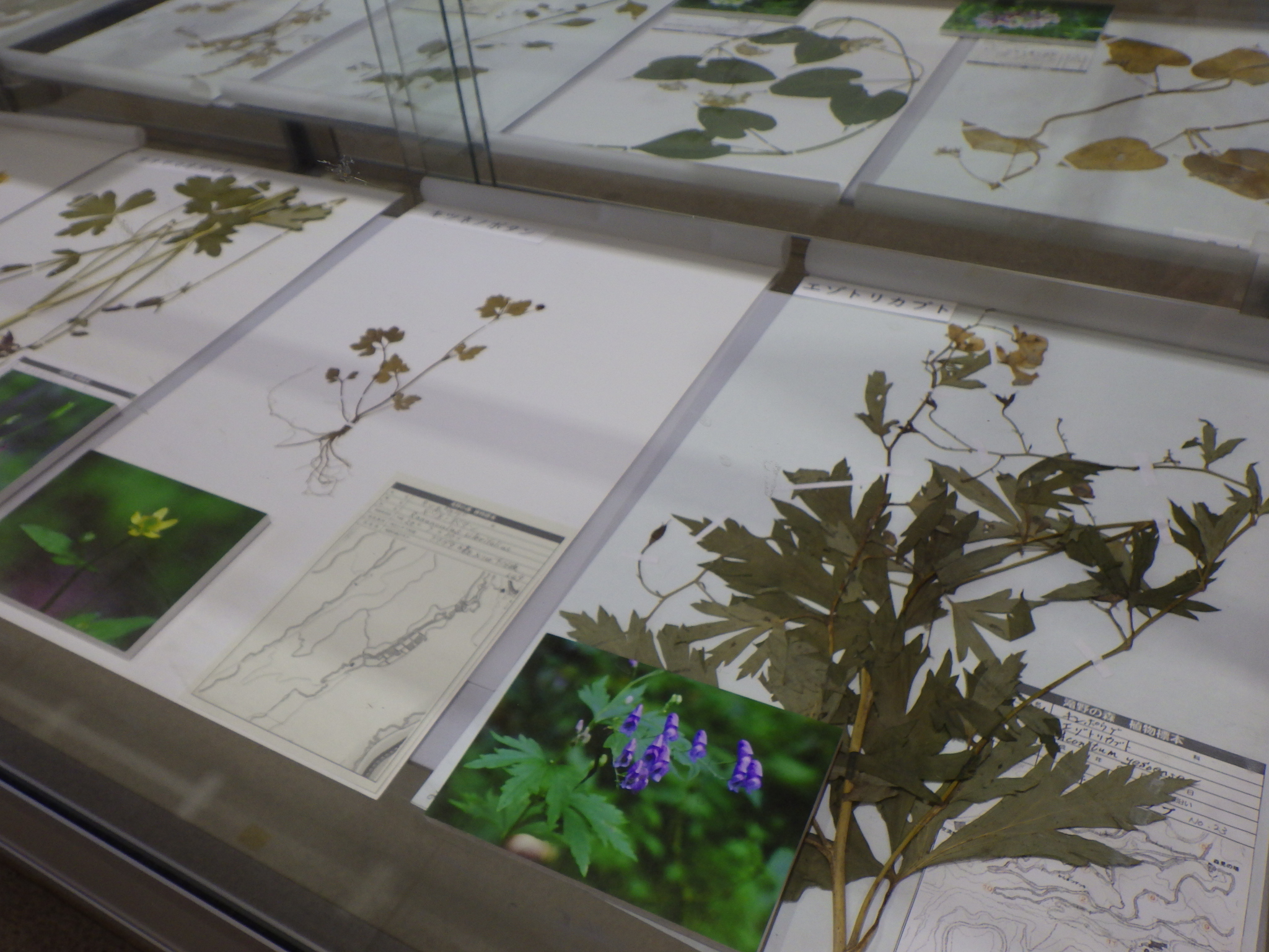 植物標本展「滝野の森でみられる毒のある植物」
