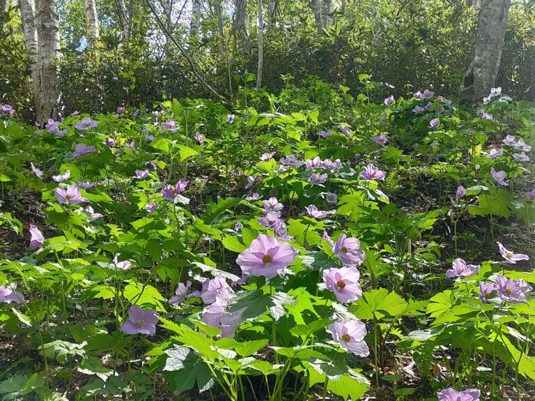シラネアオイと春の野の花まつり