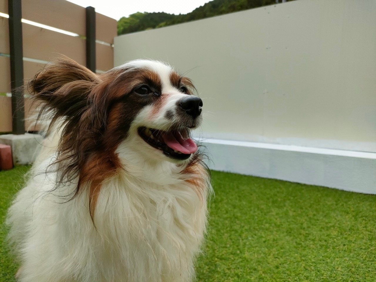 保護犬譲渡会