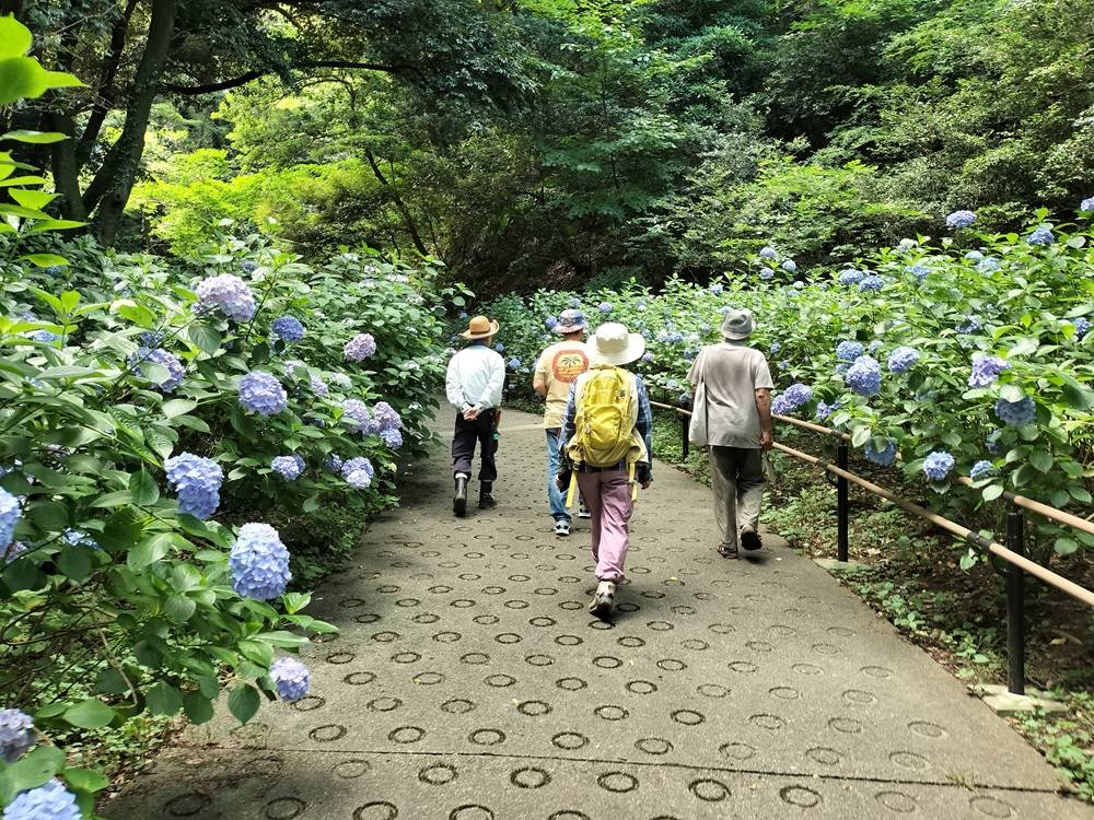 あじさい鑑賞会