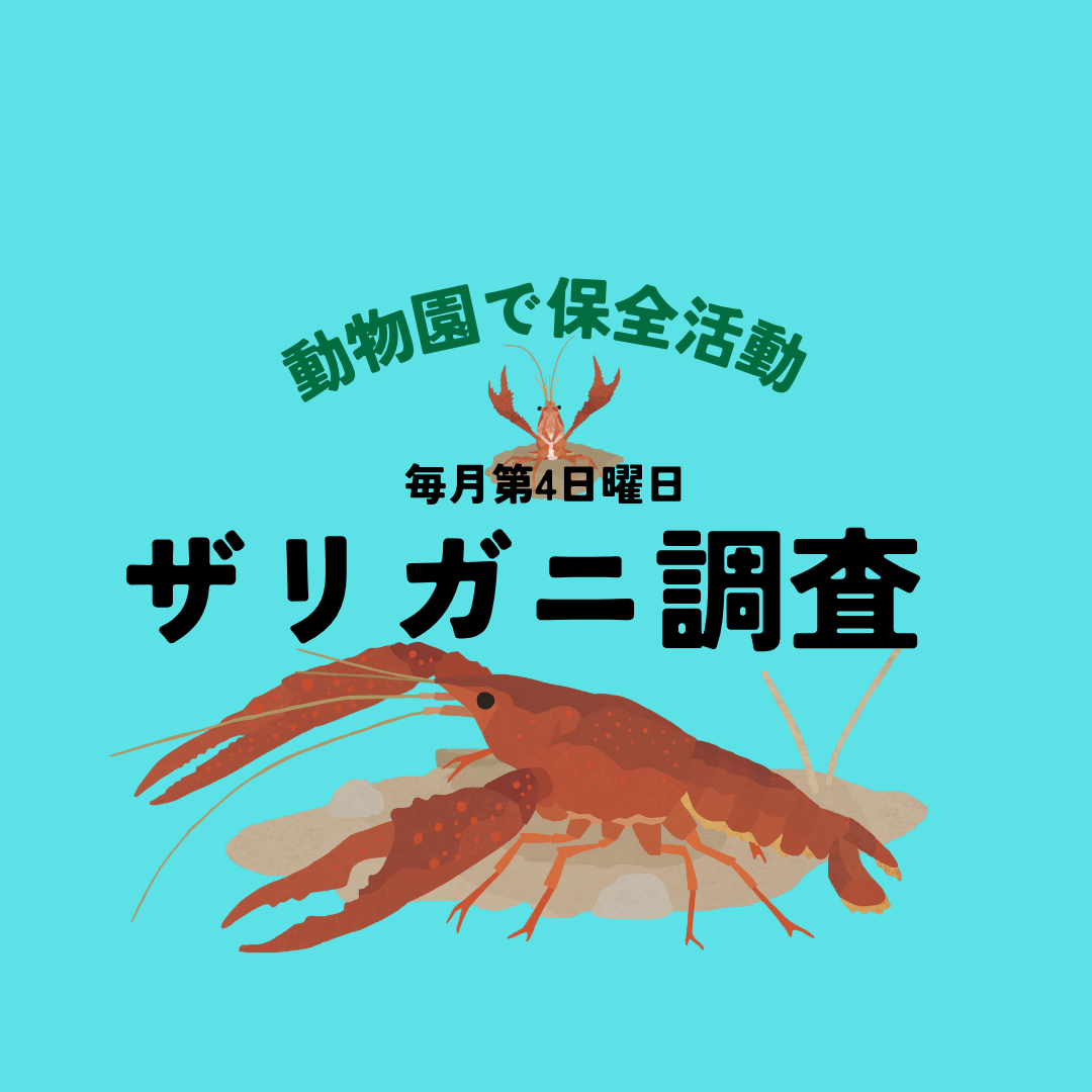 ザリガニ調査