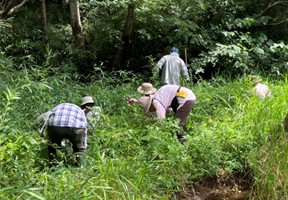 生き物保全の助っ人 希少植物の保護作業