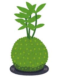 苔玉